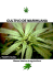 Manual Basico de cultivo de marihuana