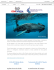 2014-2015 Whale Shark Season Update from the field! Temporada
