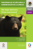 Oso negro americano (Ursus americanus) - procer