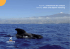 Tenerife, avistamiento de cetáceos Tenerife, whale and dolphin