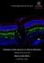 Moléculas de guía axonal en la retina del pez cebra adulto