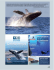 La ballena gris vive cerca de la costa, por lo que