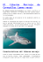 El tiburón Marrajo de Cornualles Lamna nasus,El