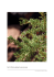 Fig. 36: Planta de ghardeq (Lycium intricatum)