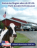 Holsteins Registrados de EE.UU.