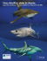 Cómo identificar aletas de tiburón: