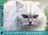 Adopción de un gato persa