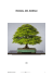 manual del bonsai