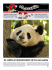 Se celebra el descubrimiento de los osos panda