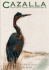Untitled - Colectivo Ornitológico Cigüeña Negra - Cocn