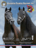 caballo bendito por dios - La Revista del Paso Fino