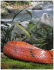 La serpiente cazadora (Pseustes poecilonotus)