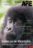 Gorilas de Montaña - APE – Asociación Primatológica Española