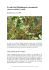 La envira (Daphnopsis racemosa): pionera, nodriza y testigo