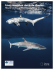 Cómo identificar aletas de tiburón