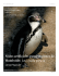 Nidos artificiales para pingüinos de Humboldt: una ayuda para su