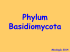 Division o Phylum